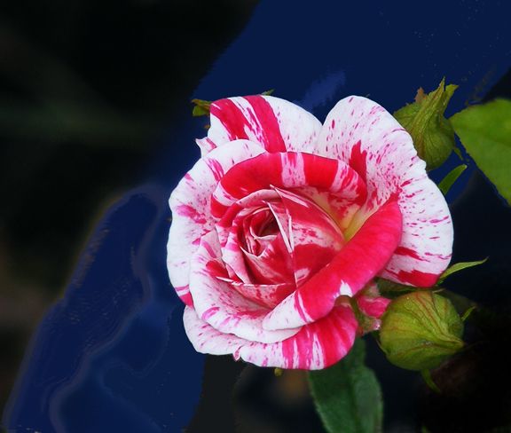 Stars n Stripes photo sns2013_07060055_zps04cfdb81.jpg